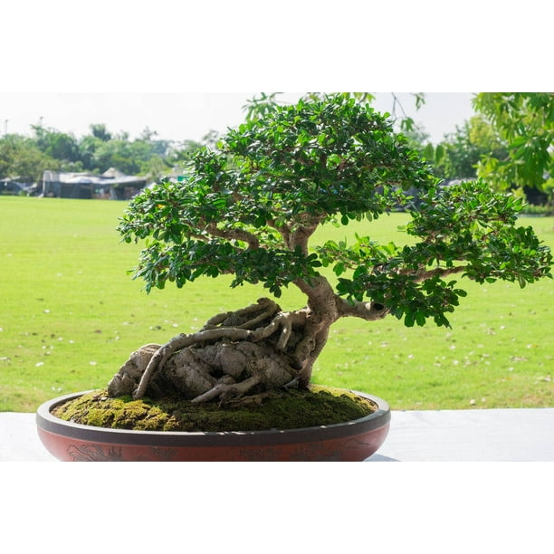 BONSAI TEA TREE SEEDS INDOOR OUTDOOR FLOWERING NATIVE SHRUB 500 SEED PACK